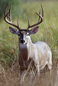 Indiana 2015 deer harvest up 3 percent; buck harvest up 10 percent.
