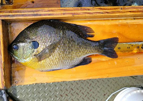 Want Bluegill and Crappie? Try Lake of Woods