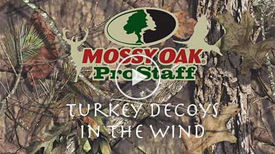 Turkey Decoys in the Wind